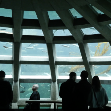 Event attendees at Seattle Aquarium looking through glass into large tank full of amazing sea creatures